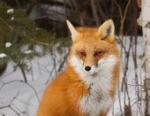 Ξεκινά το πρόγραμμα εμβολιασμού των αλεπούδων κατά της λύσσας