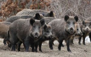 ΠΚΜ: Όλο τον χρόνο το κυνήγι αγριογούρουνων – Εντατικοποίηση μέτρων πρόληψης της αφρικανικής πανώλης