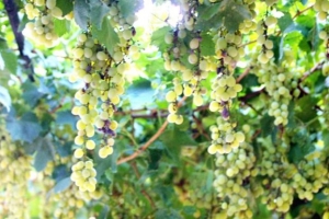 Ανοιγμα των εξαγωγών φρούτων στην Κίνα