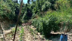 Χαλκιδική: Συνελήφθη αλλοδαπός για καλλιέργεια 94 δενδρυλλίων κάνναβης