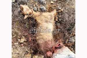 Ελεύθερος χωρίς εγγύηση ο κτηνοτρόφος που σκότωσε τον σκύλο. Επιτέθηκαν σκυλιά στο κοπάδι μου, ισχυρίστηκε στην εισαγγελέα Κιλκίς