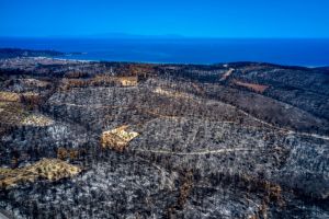 Ζοφερά στατιστικά: Σχεδόν το ένα στα τρία είδη δέντρων της Γης κινδυνεύουν με εξαφάνιση