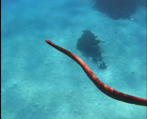 Η στιγμή που γυναίκα έχει περικυκλωθεί από δηλητηριώδες θαλάσσιο φίδι (BINTEO)