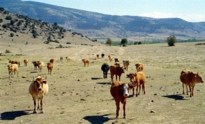 Νέο κοινοτικό πρόστιμο €322 εκατ. για κακή διαχείριση βοσκότοπων