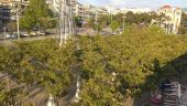 Θεσσαλονίκη: Άγνωστοι έριξαν τσιμέντο στις ρίζες δέντρων