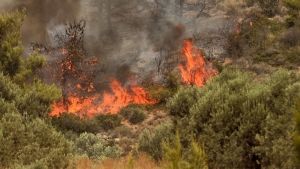 Φωτιά στα Γρεβενά: Δεν απειλούνται κατοικημένες περιοχές