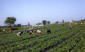 Εργόσημο για όλους τους μετανάστες - εργάτες γης