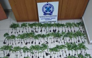 Θεσσαλονίκη: Φυτεία με 165 δενδρύλλια κάνναβης εντοπίστηκε σε αγροτική περιοχή