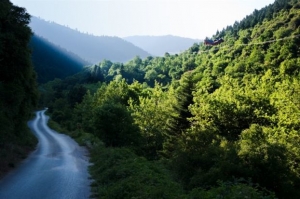 Δάση στο χάος των νόμων δύο αιώνων
