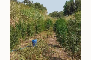 Αστυνομικοί της Παιονίας συνέλαβαν 52χρονο με 432 δενδρύλλια κάνναβης