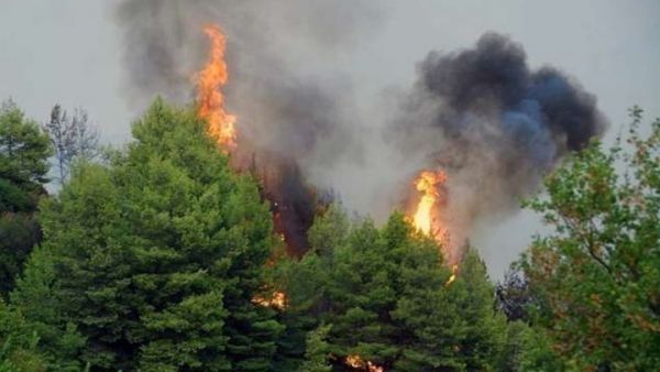 Δασική πυρκαγιά στο Νέο Πετρίτσι Σερρών (vid)