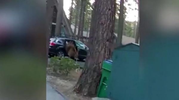 Αρκούδα εγκλωβίστηκε σε αυτοκίνητο -Η επιχείρηση της αστυνομίας (ΒΙΝΤΕΟ)
