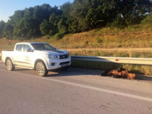 Θεσσαλονίκη: Αρκούδα πέθανε κατα την μεταφορά της σε κτηνιατρείο μετά από τροχαίο