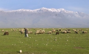 Και τα δάση γίνονται βοσκοτόπια!