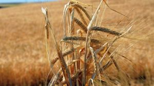 Τουρκία: Τετραμερής συνάντηση την επόμενη εβδομάδα για τις εξαγωγές σιτηρών από την Ουκρανία – Aντιπροσωπείες από Κίεβο, Μόσχα, ΟΗΕ