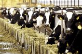 Παράταση προθεσμίας υποβολής αιτήσεων για την ενίσχυση των 89 εκατ. ευρώ που αφορά τις ζωοτροφές