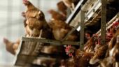 Τσεχία: Σε έξαρση η γρίπη των χοίρων – Θανατώνουν σήμερα 80.000 κοτόπουλα