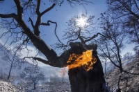 Συνεχίζει το καταστροφικό της έργο η πυρκαγιά στην Ζάκυνθο