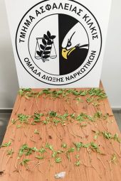 Από το Τμήμα Ασφάλειας Κιλκίς συνελήφθη ένας ημεδαπός άνδρας για καλλιέργεια κάνναβης
