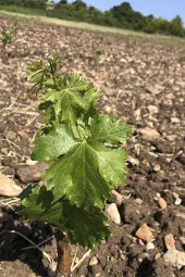 Στον αμπελώνα της Π.Ε. Κιλκίς η πρώτη πανελλαδικά εγκατάσταση της ποικιλίας επιτραπέζιων σταφυλιών ACS V 01 “PRISTINE”