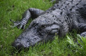 ΗΠΑ: Γυναίκα αντίκρισε στην πισίνα της αλιγάτορα να κολυμπάει (ΒΙΝΤΕΟ)