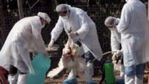 Γρίπη των πτηνών εντοπίστηκε σε μια φάρμα με γαλοπούλες στη νότια Αγγλία