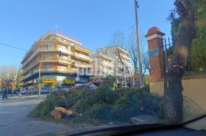 Πτώσεις δέντρων και παρασύρσεις κάδων λόγω ανέμων δημιουργούν προβλήματα στη Θεσσαλονίκη (ΕΙΚΟΝΕΣ)