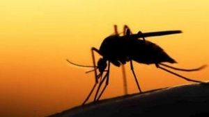Θεσσαλονίκη – Ελεούσα: Εντοπίστηκε κρούσμα του ιού του Δυτικού Νείλου