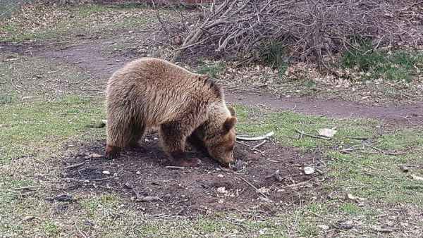 Ο «Πλατώνις», η αρσενική αρκούδα, επέστρεψε και πάλι στην Καστοριά