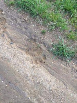 Θεσσαλονίκη: Αρκούδα εμφανίστηκε στον Χορτιάτη