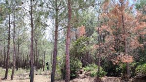 Απαγόρευση κυκλοφορίας στην ορεινή Χαλκιδική λόγω πυρκαγιών