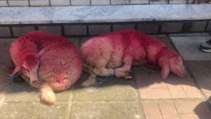 Κτηνωδία στη Θεσσαλονίκη: Έδεσαν και έβαψαν αρνιά για να τα βγάλουν σε κλήρωση (ΕΙΚΟΝΕΣ)