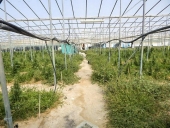 Αναδιάρθρωση καλλιεργειών με …φυτείες χασίς