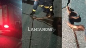 Φίδι 1,5 μέτρου αναστάτωσε γειτονιά στην Ηράκλεια Φθιώτιδας