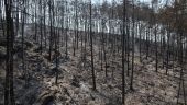 Τουρκία: Στους 6 οι νεκροί από τις δασικές πυρκαγιές (vid)