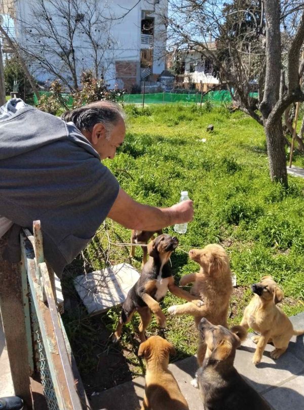 Νίκος Σιάνας: Τα οχτώ σκυλάκια της οδού Θεμιστοκλέους