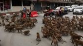 Ταϊλάνδη: Επιδρομή χιλιάδων μαϊμούδων σε δρόμους της πόλης Λοπμπούρι