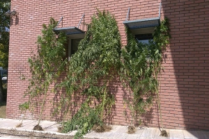 Συνελήφθη 54χρονος σε περιοχή του Κιλκίς για καλλιέργεια κάνναβης