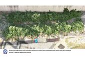Το Τμήμα Ασφάλειας Κιλκίς εντόπισε στην Πέλλα φυτεία με πάνω από 400 δενδρύλλια κάνναβης