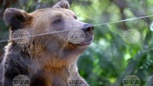 Δύο νεαρές αρκούδες από την Ουκρανία βρήκαν νέο σπίτι στο καταφύγιο της Μπελίτσα