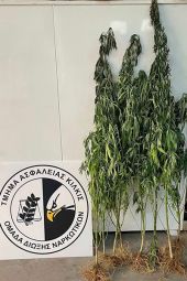 Αστυνομικοί της Ασφάλειας Κιλκίς συνέλαβαν στη Θεσσαλονίκη άνδρα με 8δενδρύλλια κάνναβης
