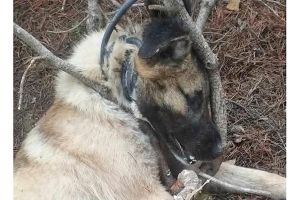 Κολχίδα Κιλκίς: Κρέμασε σκύλο με καλώδιο ποτίσματος και τον έπνιξε