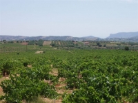 Δρόμοι του κρασιού και στην Αττική, με πρεσβευτή το σαββατιανό