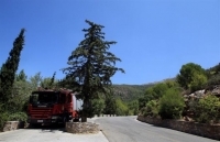 «Πώς θα σώσουμε τα δάση»