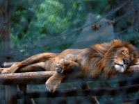 Από την πείνα πεθαίνουν τα ζώα στους ζωολογικούς κήπους της Βενεζουέλας