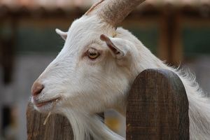 Ενημέρωση σχετικά με την πανώλη των μικρών μηρυκαστικών από την Αντιπεριφέρεια Αγροτικής Οικονομίας