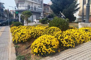 Δήμος Κιλκίς: Η επέλαση των χρυσάνθεμων