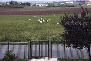 Πιάτσα έξω από το 9ο Δημοτικό Σχολείο έκανε αγέλη αδέσποτων σκυλιών
