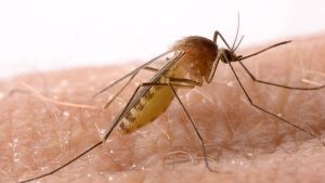 Εναέριοι ψεκασμοί ξεκινούν για την καταπολέμηση κουνουπιών στην Κεντρική Μακεδονία