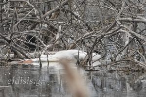 Νεκροί αργυροπελεκάνοι και άλλα πτηνά στη λίμνη Δοϊράνη